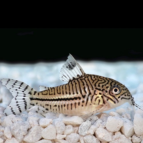 Corydoras julii - Leopard Cory M